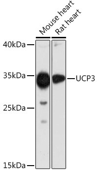 UCP3 Antibody in Western Blot (WB)