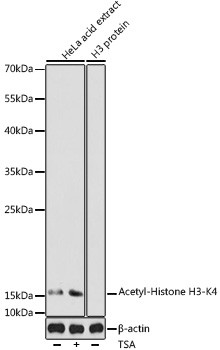 H3K4ac Antibody in Western Blot (WB)