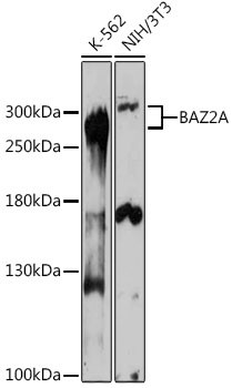 BAZ2A Antibody in Western Blot (WB)