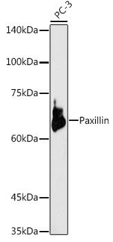 Paxillin Antibody in Western Blot (WB)