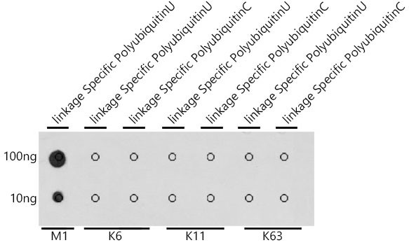 Ub-M1 Antibody in Dot Blot (DB)