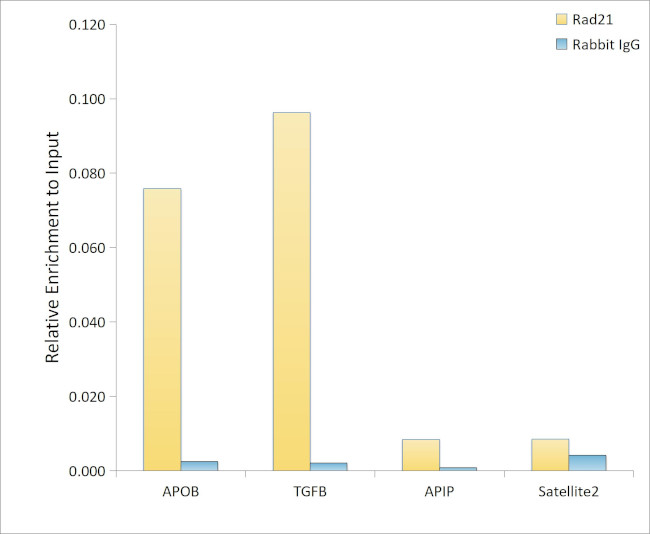 RAD21 Antibody in ChIP Assay (ChIP)