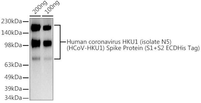 HCoV-HKU1 Spike S1 Antibody in Western Blot (WB)
