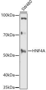 HNF4A Antibody in Western Blot (WB)