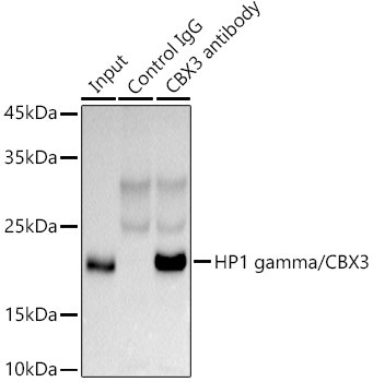 HP1 gamma Antibody in Immunoprecipitation (IP)