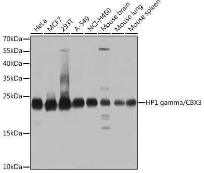 HP1 gamma Antibody in Western Blot (WB)