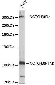 NOTCH3 Antibody in Western Blot (WB)