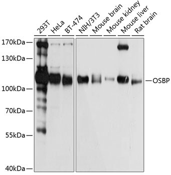 OSBP Antibody in Western Blot (WB)