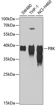 PBK Antibody in Western Blot (WB)