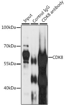 CDK8 Antibody in Immunoprecipitation (IP)