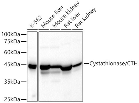 CTH Antibody in Western Blot (WB)