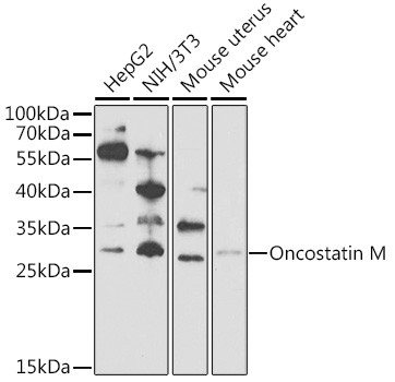Oncostatin M Antibody in Western Blot (WB)