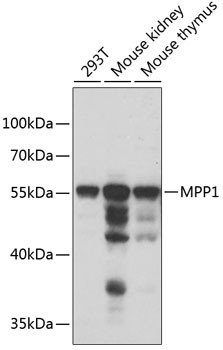 MPP1 Antibody in Western Blot (WB)