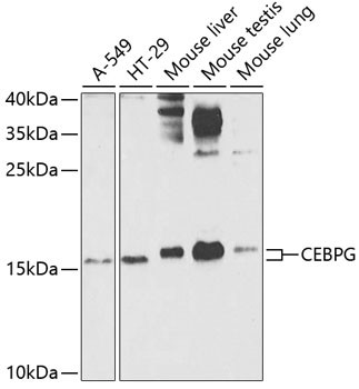 C/EBP gamma Antibody in Western Blot (WB)