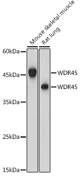 WDR45 Antibody in Western Blot (WB)