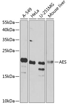 AES Antibody in Western Blot (WB)