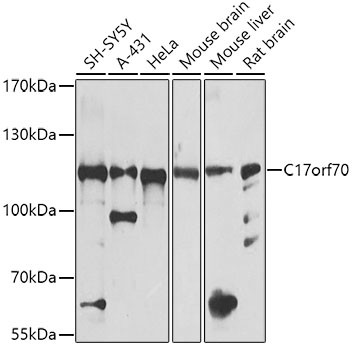 C17orf70 Antibody in Western Blot (WB)