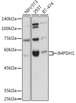 IMPDH1 Antibody in Western Blot (WB)