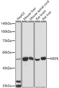 MEPE Antibody in Western Blot (WB)