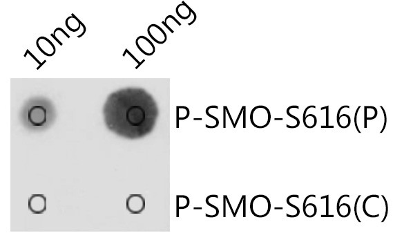 Phospho-SMO (Ser616) Antibody in Dot Blot (DB)