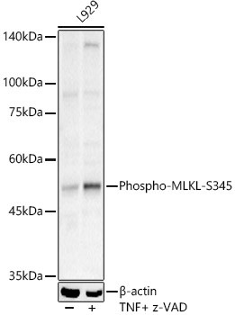 Phospho-MLKL (Ser345) Antibody in Western Blot (WB)