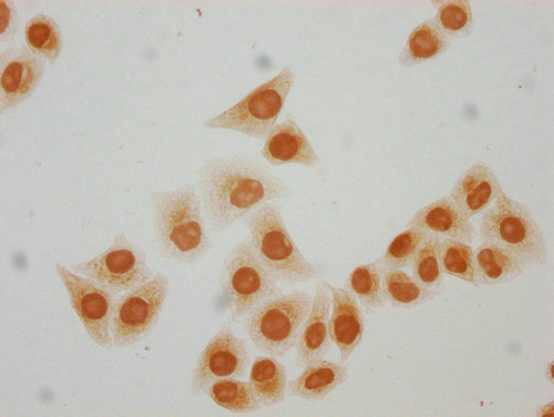 H3K64ac Antibody in Immunocytochemistry (ICC/IF)