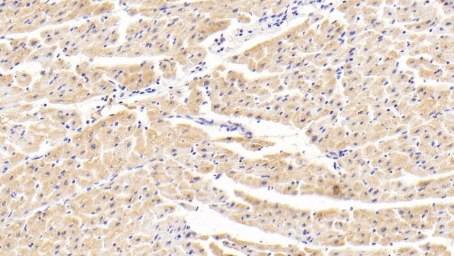 Tankyrase 2 Antibody in Immunohistochemistry (Paraffin) (IHC (P))