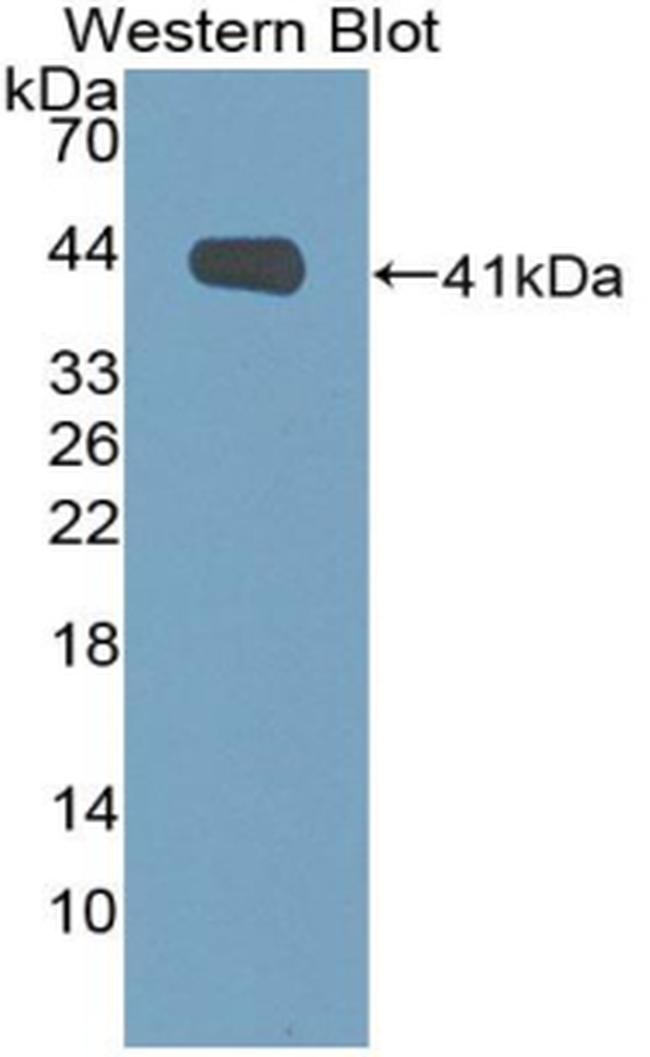 HIN-1 Antibody in Western Blot (WB)