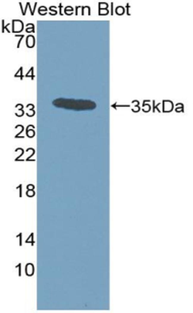 CCL7 (MCP3) Antibody in Western Blot (WB)