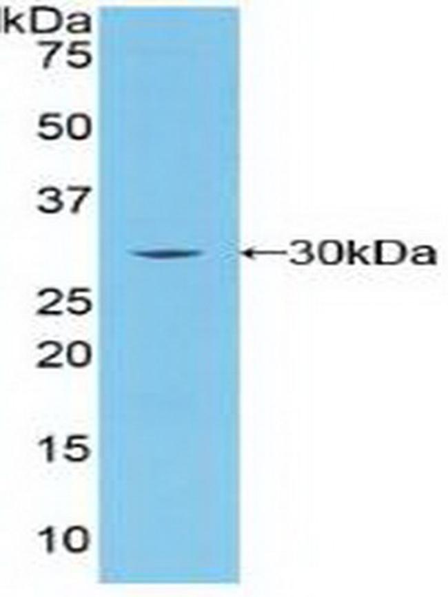 BRCA2 Antibody in Western Blot (WB)