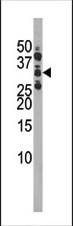 Phospho-CDK1 (Ser39) Antibody in Western Blot (WB)