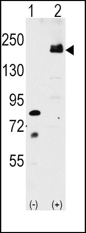 LRP6 Antibody in Western Blot (WB)