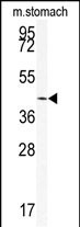 SIRT6 Antibody in Western Blot (WB)