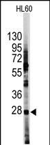 HES1 Antibody in Western Blot (WB)