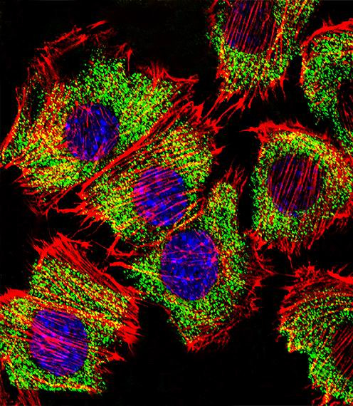 ENO1 Antibody in Immunocytochemistry (ICC/IF)