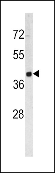 TROP2 Antibody in Western Blot (WB)