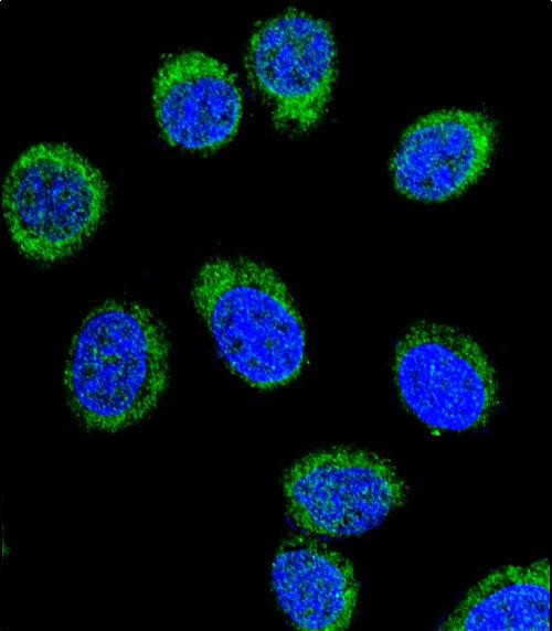 SERPINC1 Antibody in Immunocytochemistry (ICC/IF)