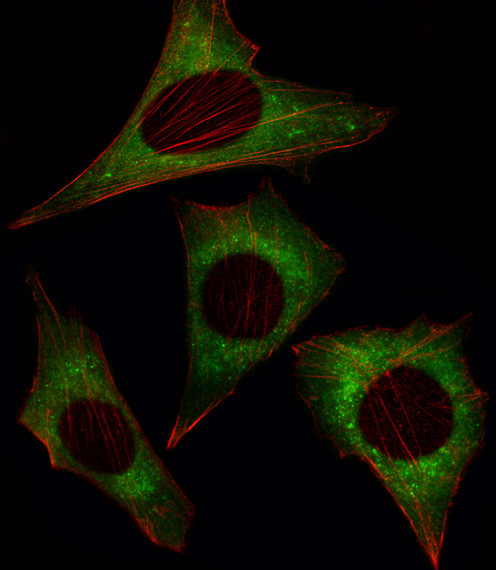 MOB4A Antibody in Immunocytochemistry (ICC/IF)