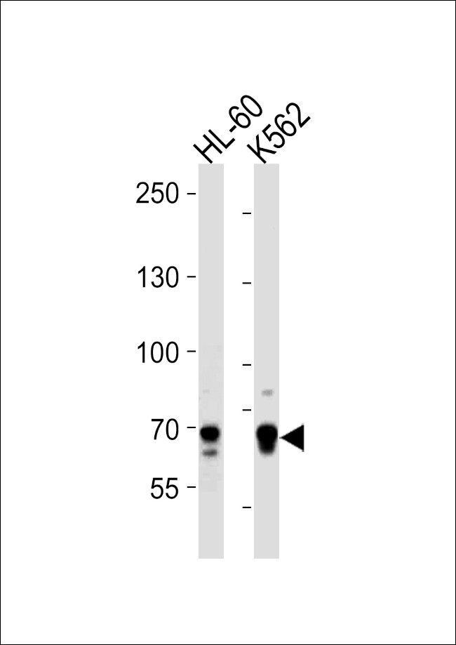 ELF4 Antibody in Western Blot (WB)