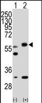 LKB1 Antibody in Western Blot (WB)