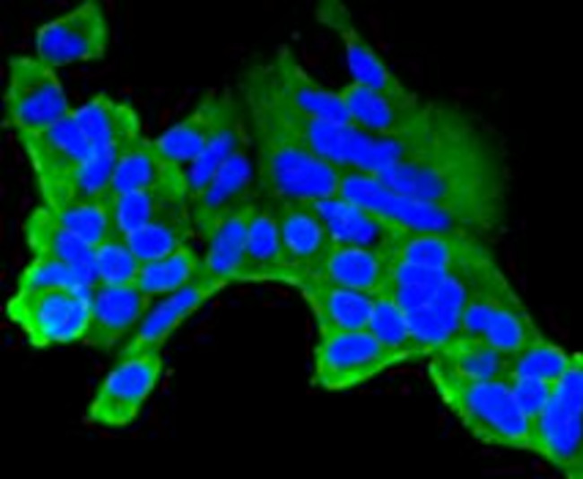 CLOCK Antibody in Immunocytochemistry (ICC/IF)