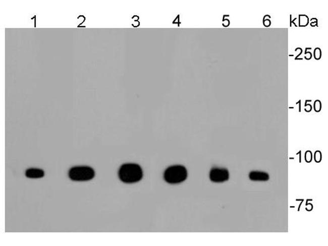 CLOCK Antibody in Western Blot (WB)