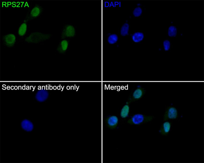 RPS27A Antibody in Immunocytochemistry (ICC/IF)