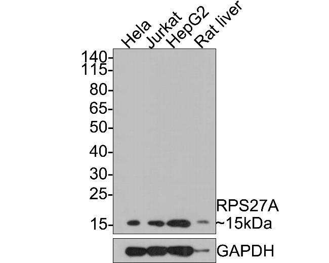 RPS27A Antibody in Western Blot (WB)