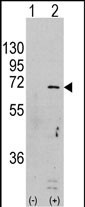 AMPK alpha-1 Antibody in Western Blot (WB)