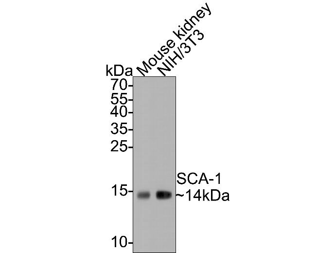 Sca-1 Antibody in Western Blot (WB)