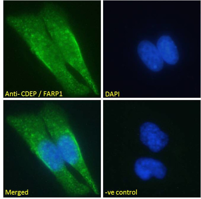 FARP1 Antibody in Immunocytochemistry (ICC/IF)