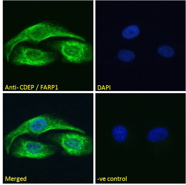 FARP1 Antibody in Immunocytochemistry (ICC/IF)