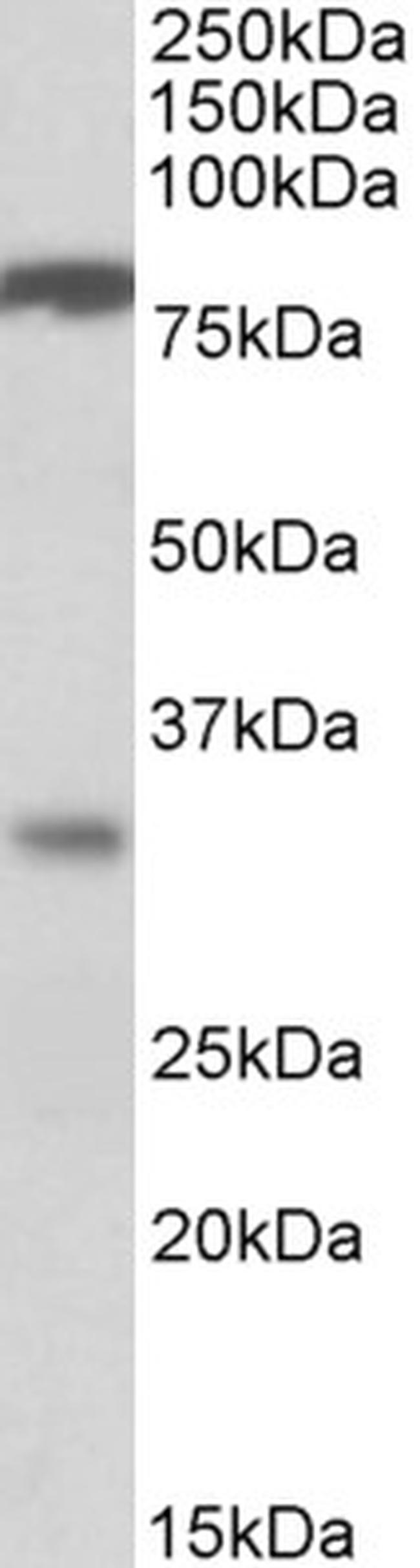 CLCA1 Antibody in Western Blot (WB)
