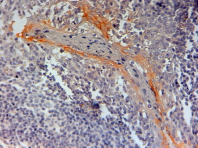 NLRP3 Antibody in Immunohistochemistry (Paraffin) (IHC (P))